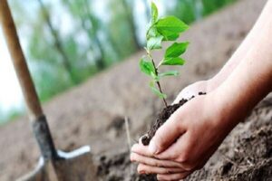 آخرین وضعیت و آمار کاشت یک میلیارد درخت در کشور