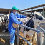 آغاز واکسیناسیون دام‌های سبک و سنگین شهرستان دنا علیه بیماری تب برفکی