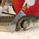 آقاپور کاظمی: خاویار مازندران روانه ازبکستان می‌شود