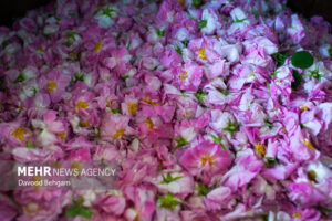 ایران بزرگترین تولیدکننده گل محمدی، بدون سهمی در بازار جهانی