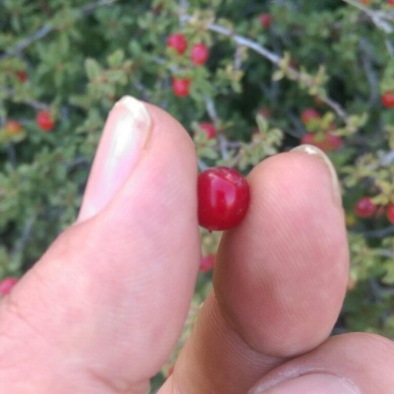 این نوع آلبالو ضد سنگ کلیه و مثانه، ضدکمردرد، ضد قولنج و… است