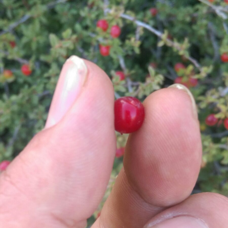 این نوع آلبالو ضد سنگ کلیه و مثانه، ضدکمردرد، ضد قولنج و... است