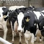 تب برفکی تولید شیر و گوشت را 20 درصد کاهش داد