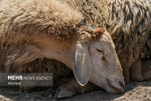 خانزاده:۱۴۳ رأس گوسفند فاقد مجوز حمل در شهرستان کاشمر توقیف شد