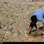 خسارت 4.5 همتی سیل به کشاورزی جنوب کرمان‌