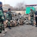 دستگیری قاچاقچی قطع درختان راش در جنگل‌های هیرکانی