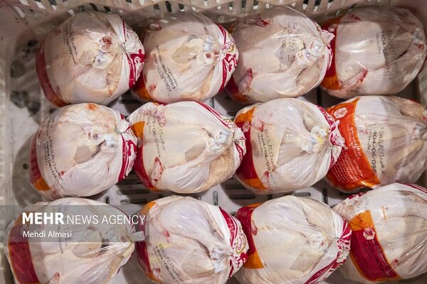 دمکری: کشتار روزانه مرغ در آذربایجان غربی به ۵۰۰ تن رسید