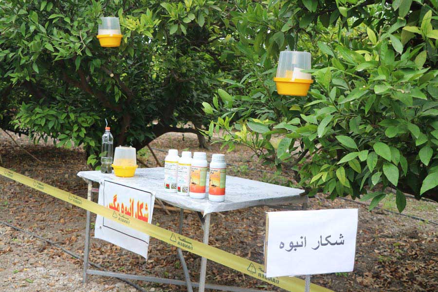 ردیابی و مدیریت آفت مگس میوه مدیترانه‌ای در باغ‌های بابل و قائم‌شهر