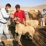رضوان: ۱۳ هزار دام سبک و سنگین در کاشان واکسینه شد