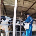 سرگزی: ۴۷ هزار رأس دام سنگین علیه لمپی‌اسکین واکسینه شدند