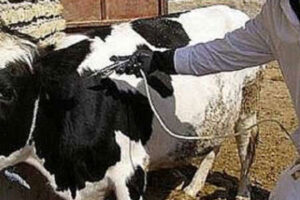 سویه جدید تب برفکی در وضعیت مهار است