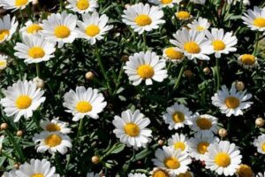 عزیزان: سطح زیر کشت گیاهان دارویی در ایلام ۲۶۰ هکتار است