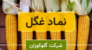 «غگل» در محدوده مناسب قیمتی