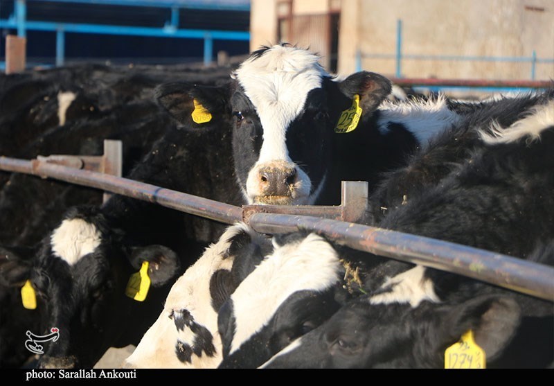 قطب تأمین 10 درصد شیر تهران درگیر بحران تداوم تولید