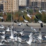 محیط‌زیست اصفهان: صدور مجوز شکار پرندگان به دلیل آنفلوآنزا ممنوع شد