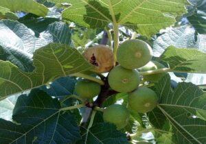 نابودی ۷۰ درصد انجیر نی‌ریز در پی خشکیدگی تالاب بختگان و گرمای بی‌سابقه