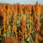 «نجات آب» ــ 48 | ترویج کشت‌های نوین مقاوم به خشکی؛ مانند سورگوم