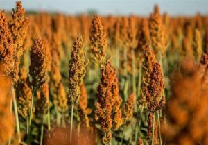 «نجات آب» ــ 48 | ترویج کشت‌های نوین مقاوم به خشکی؛ مانند سورگوم