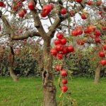 «نجات آب» ــ 50 | مزایای مزرعه‌ها و باغ‌های چندکِِشتی و تنوع‌ در مزرعه