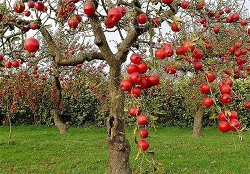 «نجات آب» ــ 50 | مزایای مزرعه‌ها و باغ‌های چندکِِشتی و تنوع‌ در مزرعه