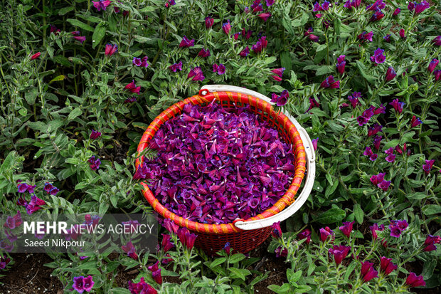 نگین ارغوانی اشکورات در معرض تهدیدات پنهان؛ استانداردسازی ضرورت دارد
