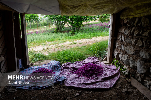 نگین ارغوانی اشکورات در معرض تهدیدات پنهان؛ استانداردسازی ضرورت دارد