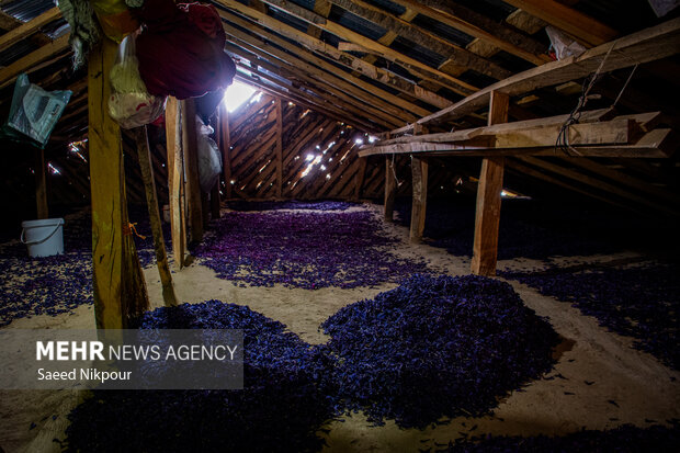 نگین ارغوانی اشکورات در معرض تهدیدات پنهان؛ استانداردسازی ضرورت دارد