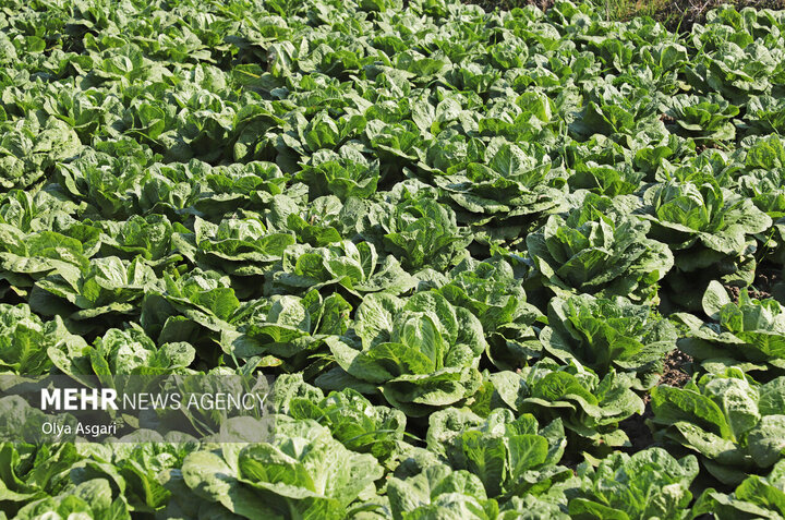 هدیه تفتان به جهان؛ صادرات ۶۵۰ تُن طلای سبز از خاش