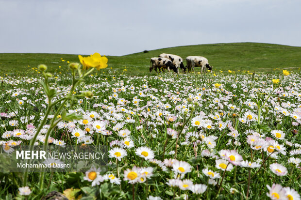 هدیه تفتان به جهان؛ صادرات ۶۵۰ تُن طلای سبز از خاش