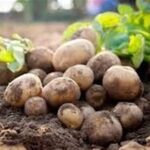 هسته‌ای در کشاورزی ــ 67 | جلوگیری از کپک‌زدگی سیب‌زمینی