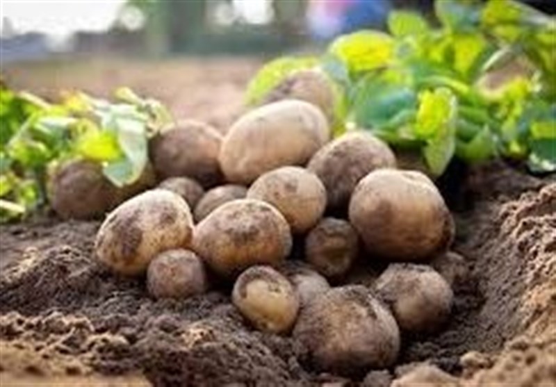 هسته‌ای در کشاورزی ــ 67 | جلوگیری از کپک‌زدگی سیب‌زمینی