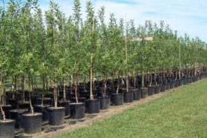 چالش خشکسالی در طرح ملی کاشت یک میلیارد درخت؛ «پساب» به کمک می‌آید