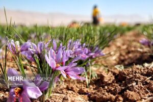 کشت زعفران در سیستان و بلوچستان؛ کشاورزی سازگار با کم‌آبی