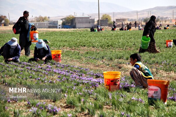 کشت زعفران در سیستان و بلوچستان؛ کشاورزی سازگار با کم‌آبی