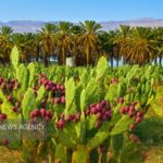 کشت مورینگا و اوپن‌تیا در زرآباد؛ الگوی نوین کشاورزی کم‌آب