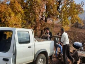 کشف و ضبط ۳۰۰ کیلوگرم چوب بلوط قاچاق در روستای آلمانه