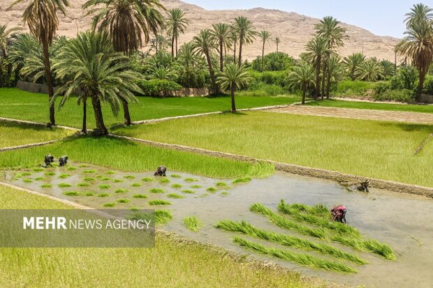 گزارش دیوان محاسبات از عدم تحقق قانون اخذ عوارض از چاه‌های کشاورزی