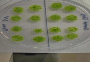 گیاه جان سخت پس از بازگشت از فضا روی زمین زنده ماند