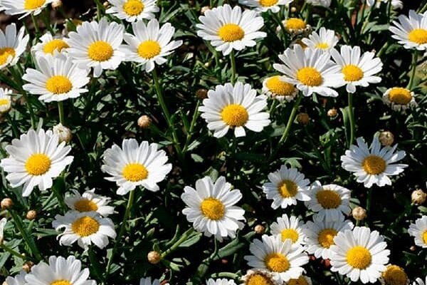 یک تن گیاه دارویی در خرم‌آباد کشف شد