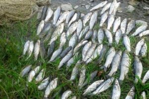 ۴۵۱ میلیون دلار صادرات آبزیان در ۷ ماهه امسال انجام شد