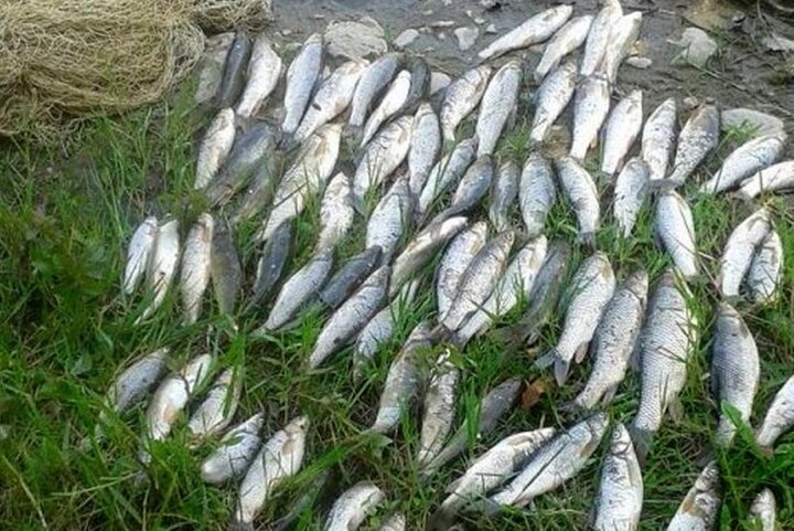 ۴۵۱ میلیون دلار صادرات آبزیان در ۷ ماهه امسال انجام شد