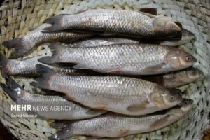 آموزش و بازارمحوری در زنجیره ارزش شیلات ایران توسعه می‌یابد