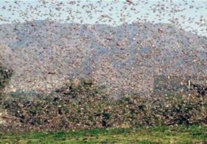 احتمال ورود حمله ملخ صحرایی در اواخر زمستان به کشور