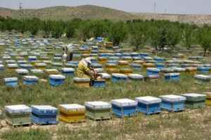 استان زنجان از قطب‌های مهم زنبورداری کشور به شمار می‌رود