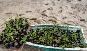 استفاده از «آب خاکستری» برای جنگل‌کاری و تولید نهال حرا در هرمزگان