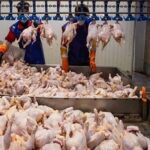 اسلامی: روند تأمین گوشت مرغ در مازندران پایدار است