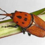 برگزاری مانور ردیابی و پایش آفت سوسک سرخرطومی حنایی در نخلستان‌های فهرج/مشارکت مردمی با اجرای طرح نخلبان کوچک در کرمان + فیلم