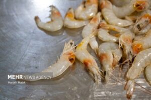 تولید میگو در کشور افزایش یافت
