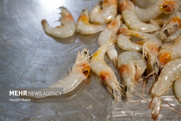 تولید میگو در کشور افزایش یافت