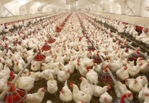 جوجه ریزی و توزیع به موقع نهاده‌ها به تاخیر نیفتد